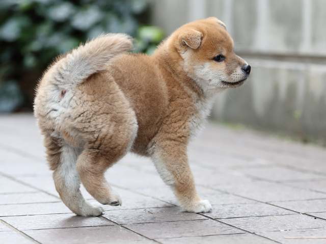 AI5I9298-puppy AI5I9298-puppy