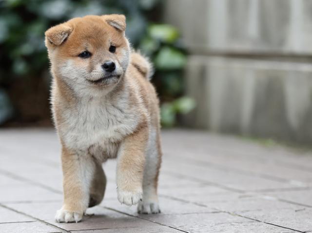 AI5I9313-puppy AI5I9313-puppy