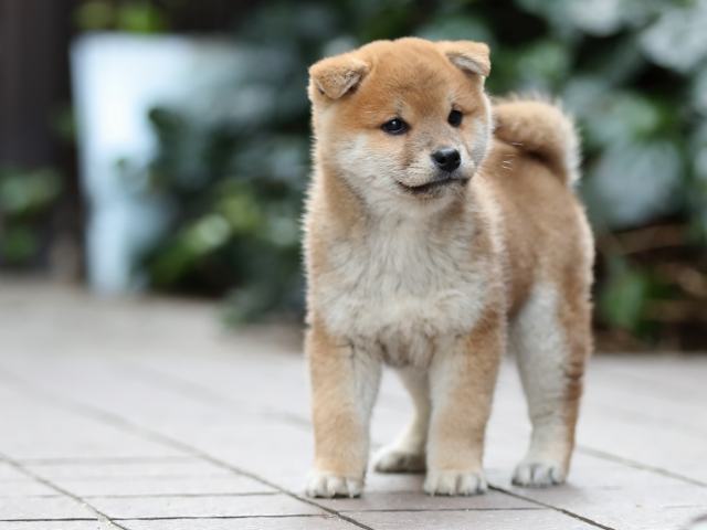 AI5I9370-puppy AI5I9370-puppy