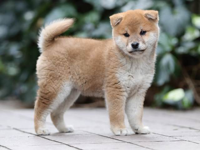 AI5I9430-puppy AI5I9430-puppy