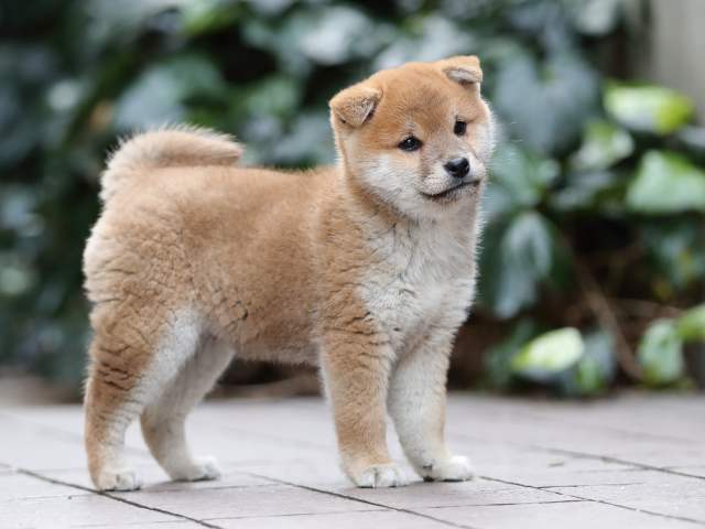 AI5I9435-puppy AI5I9435-puppy