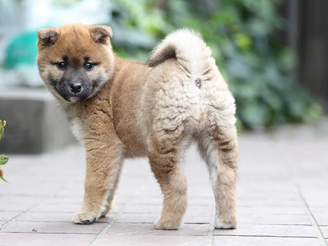 AI5I9518-puppy AI5I9518-puppy