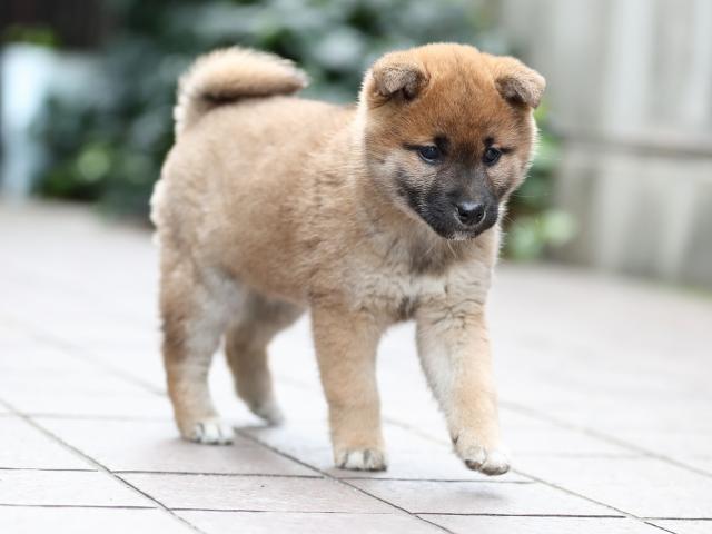 AI5I9526-puppy AI5I9526-puppy