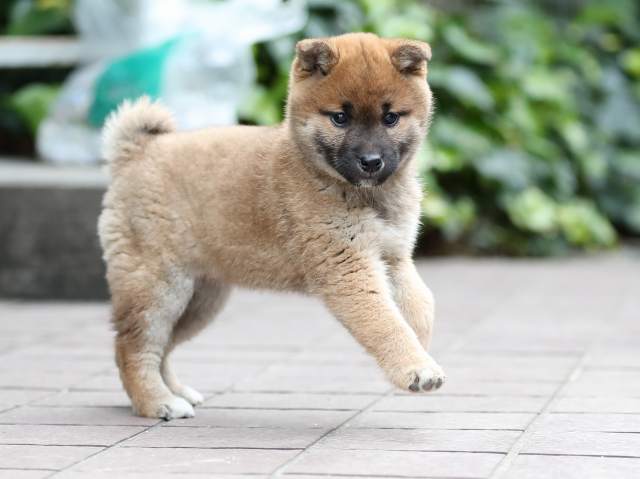 AI5I9535-puppy AI5I9535-puppy