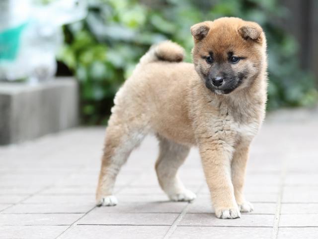 AI5I9544-puppy AI5I9544-puppy