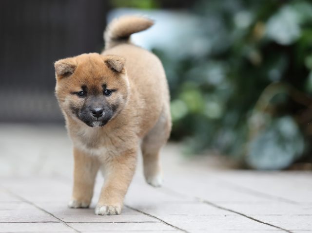 AI5I9606-puppy AI5I9606-puppy