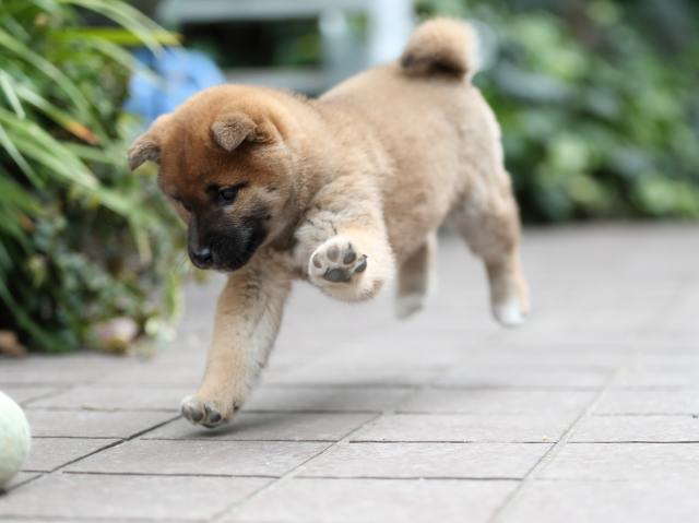 AI5I9651-puppy AI5I9651-puppy