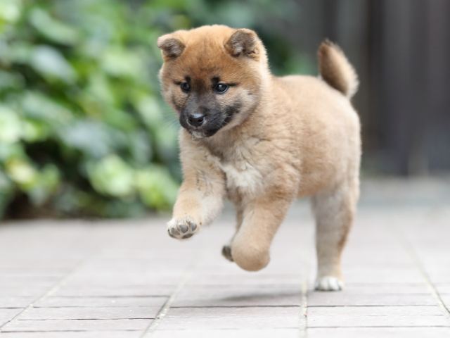 AI5I9726-puppy AI5I9726-puppy