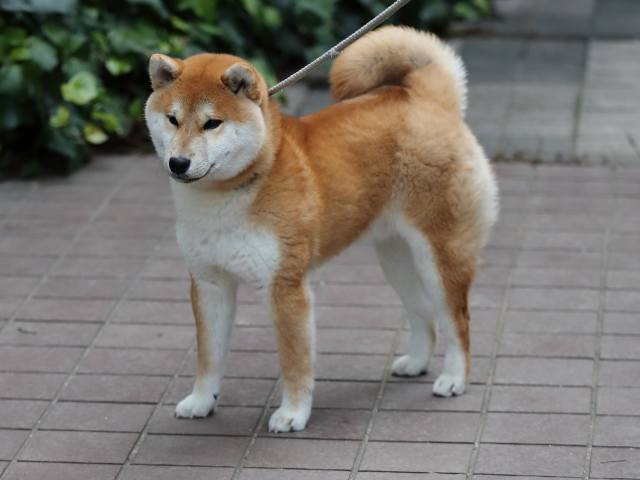 AI5I9805-puppy AI5I9805-puppy
