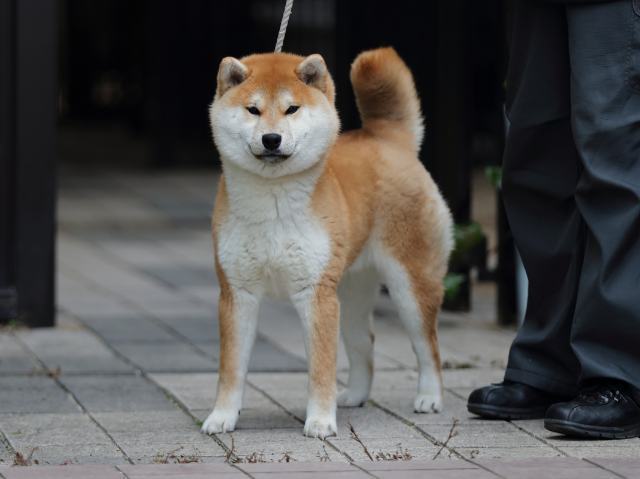 AI5I9850-puppy AI5I9850-puppy