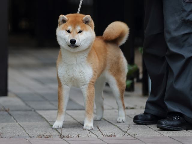 AI5I9855-puppy AI5I9855-puppy