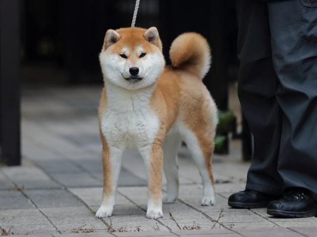 AI5I9864-puppy AI5I9864-puppy