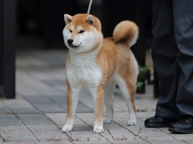 AI5I9871-puppy AI5I9871-puppy