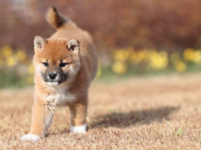 AI5I9899-puppy AI5I9899-puppy