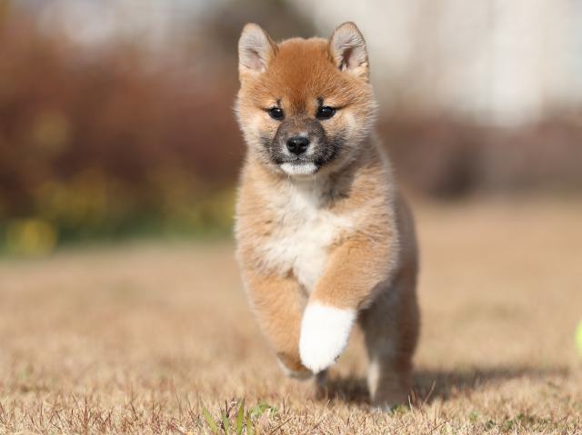 AI5I9946-puppy AI5I9946-puppy