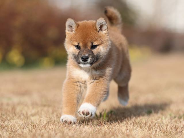 AI5I9948-puppy AI5I9948-puppy