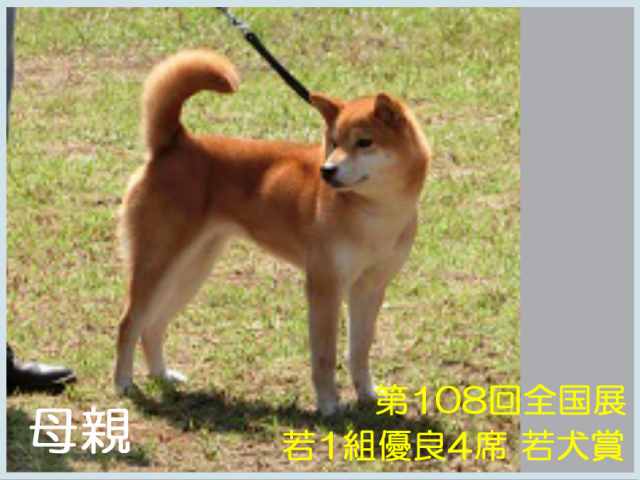 豊後桃妃女号 豊後桃妃女号