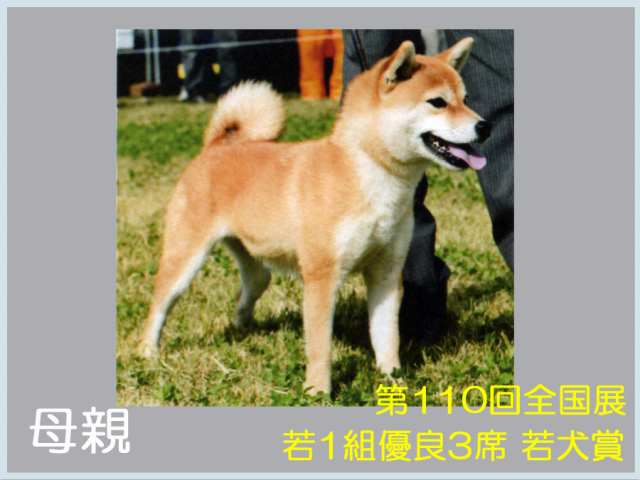 豊後ノ梅花号 豊後ノ梅花号