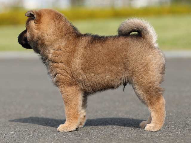 AI5I1722-puppy AI5I1722-puppy