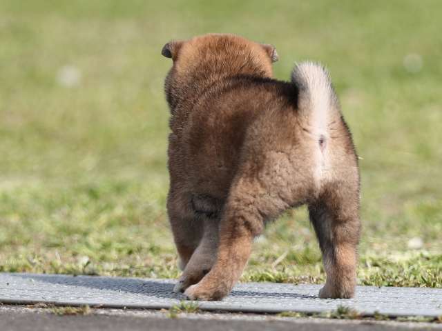 AI5I1775-puppy AI5I1775-puppy