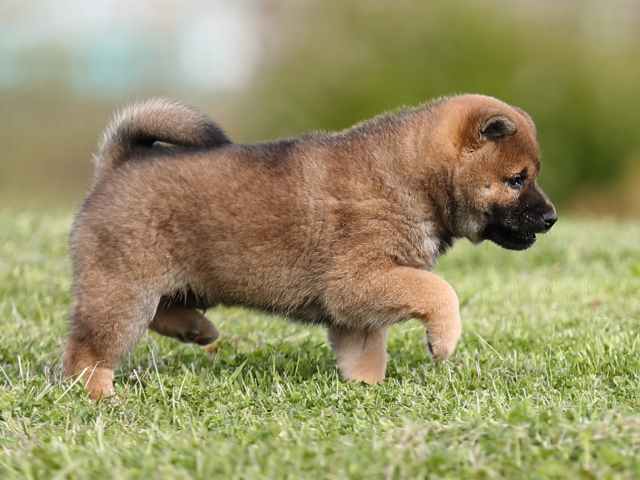 AI5I1782-puppy AI5I1782-puppy