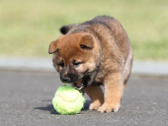 AI5I1817-puppy AI5I1817-puppy