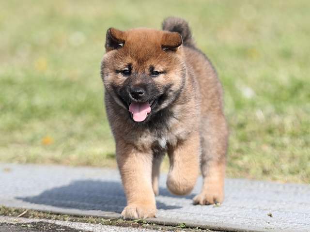 AI5I1947-puppy AI5I1947-puppy