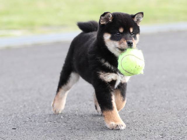 AI5I2443-puppy AI5I2443-puppy