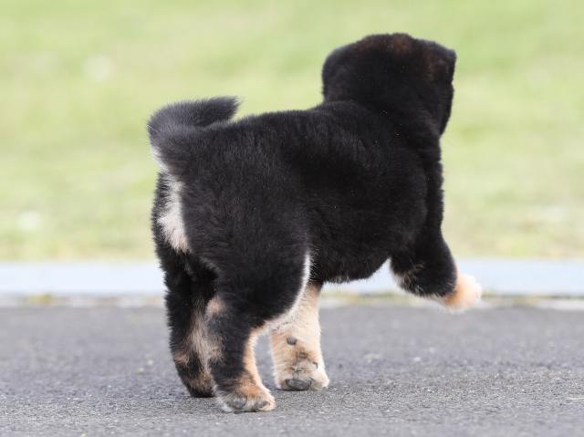 AI5I2452-puppy AI5I2452-puppy