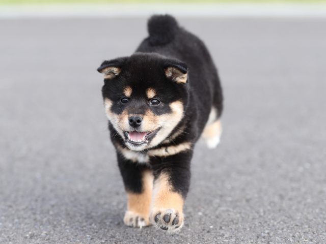 AI5I2500-puppy AI5I2500-puppy