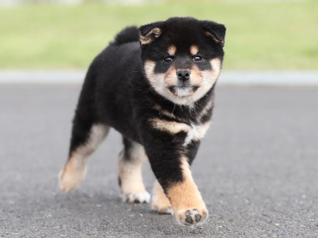 AI5I2520-puppy AI5I2520-puppy