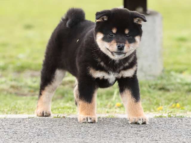 AI5I2700-puppy AI5I2700-puppy