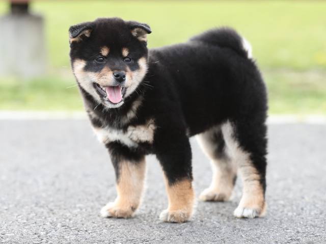AI5I2759-puppy AI5I2759-puppy