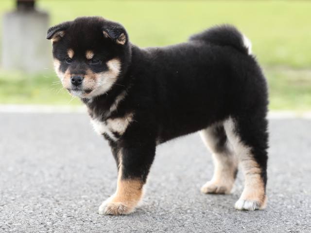 AI5I2765-puppy AI5I2765-puppy
