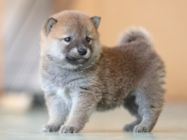 AI5I2794-puppy AI5I2794-puppy