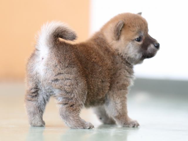 AI5I2800-puppy AI5I2800-puppy