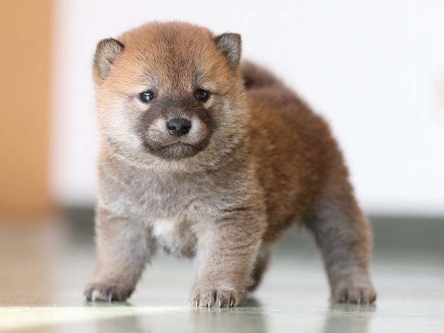 AI5I2806-puppy AI5I2806-puppy