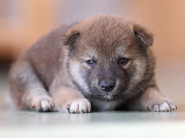 AI5I2903-puppy AI5I2903-puppy