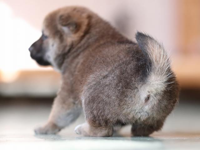 AI5I2905-puppy AI5I2905-puppy