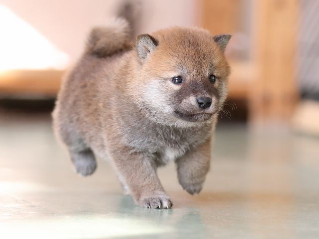 AI5I2926-puppy AI5I2926-puppy