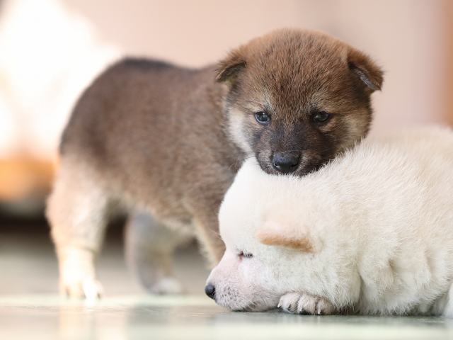 AI5I2957-puppy AI5I2957-puppy