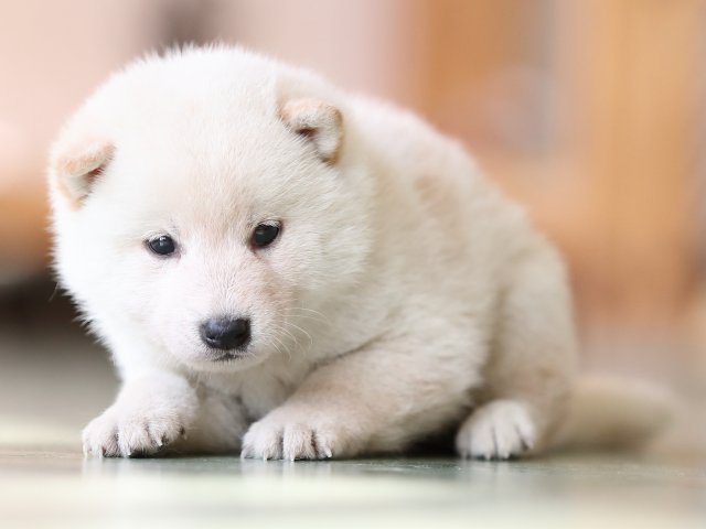 AI5I2965-puppy AI5I2965-puppy