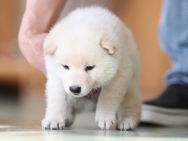 AI5I2988-puppy AI5I2988-puppy
