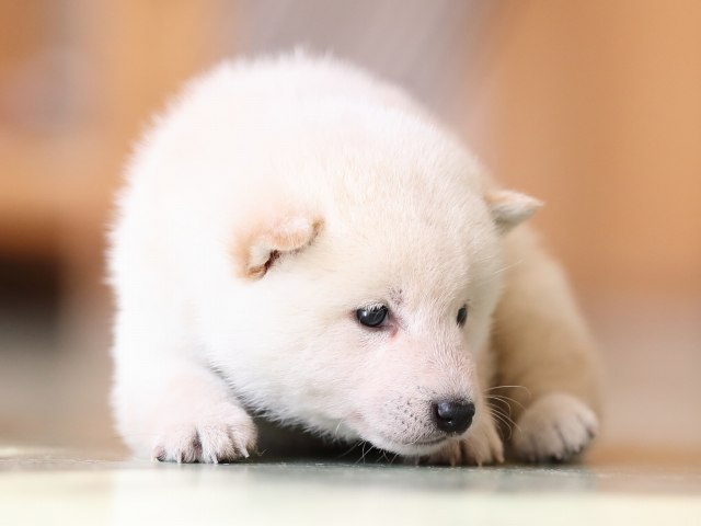 AI5I2990-puppy AI5I2990-puppy
