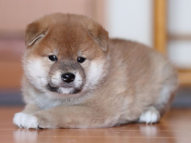 AI5I3229-puppy AI5I3229-puppy