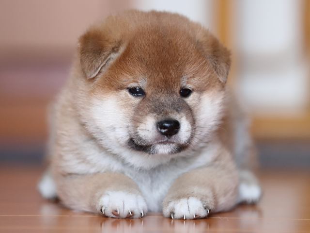 AI5I3247-puppy AI5I3247-puppy