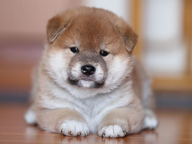 AI5I3251-puppy AI5I3251-puppy