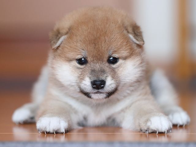 AI5I3254-puppy AI5I3254-puppy