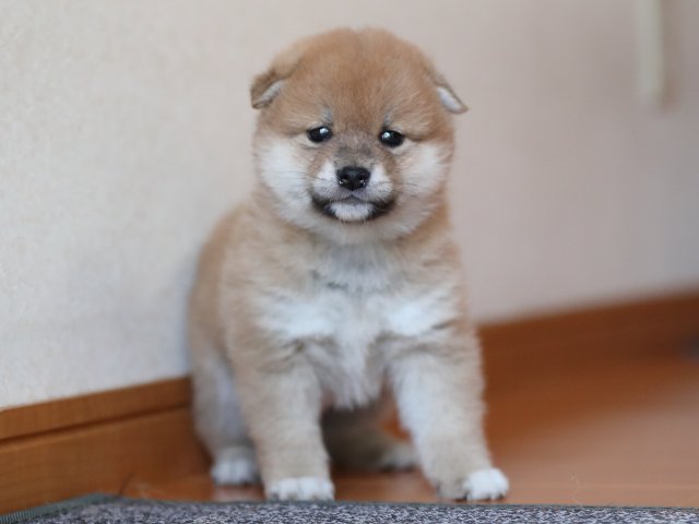 AI5I3259-puppy AI5I3259-puppy
