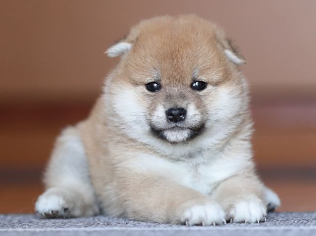 AI5I3274-puppy AI5I3274-puppy